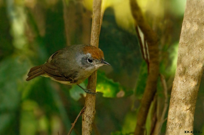 CHOQUINHA LISA (Dysithamnus mentalis) (H)
